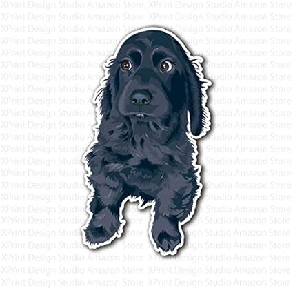 pictures of black cocker spaniels