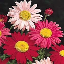 Outsidepride 10000 Seeds Perennial Chrysanthemum