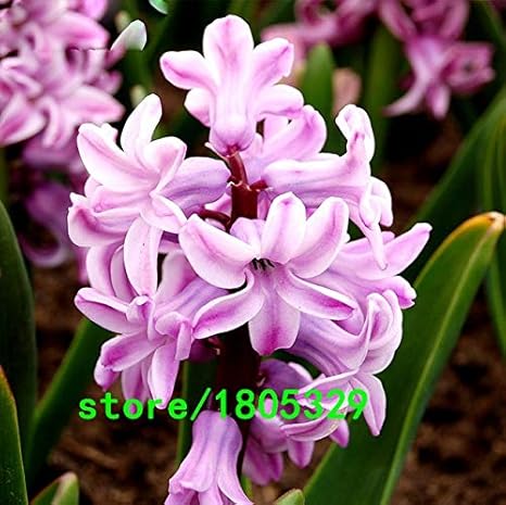 Amazon ブラック ホット販売レアディープピンクヒヤシンス種子バルコニー植物種子ヒヤシンスオリエンタリス花種子ガーデニング鉢植え植物100ピース 花