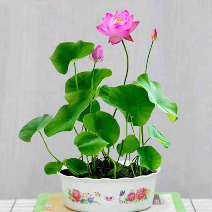 Dwarf Water Lotus Bowl Pond Bonsai Seeds 10+ for Home Garden Yard Decor