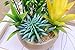 BEGONDIS Artificial Succulents Plants Plastic Fake Topiary Selected Combination with Gray Pot for Home Décor