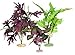 Vibran-Sea So. American Flowering Cluster Aquarium Plant Assortment