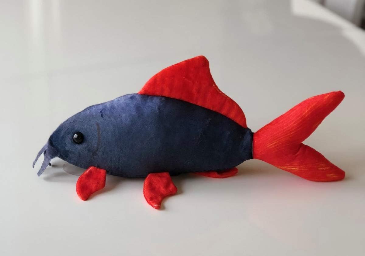 GreenPleco Rainbow Shark (6 inch 