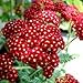 Outsidepride Yarrow Rubra - 5000 Seeds