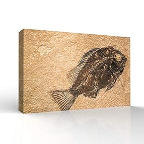 Vintage Animal Fish Fossil Living Room Poster