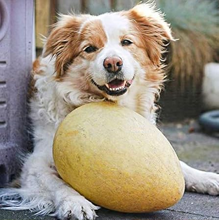 jolly egg dog toy canada