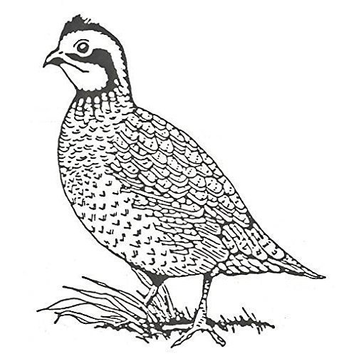 Quail Drawing Easy