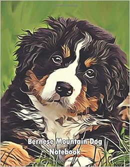 amazon bernese mountain dog