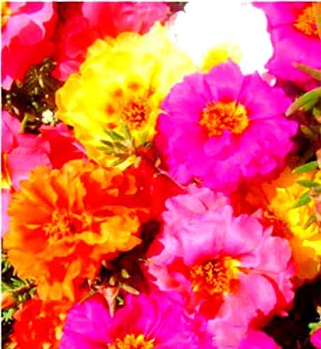 Portulaca Grandiflora Moss Rose Purslane Annual Flower Mixed Seeds (Mixed 200 Pcs)