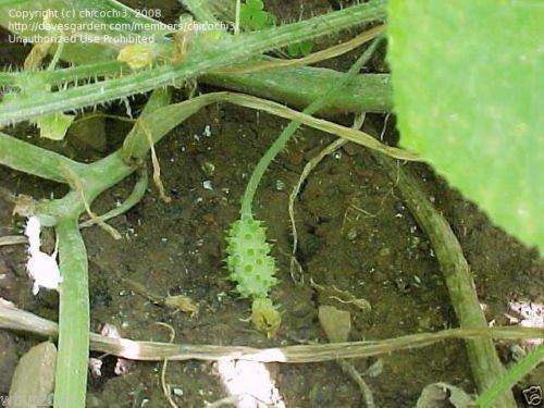 10 Jelly Melon is also known as horned melon,"Kiwano", African Horned