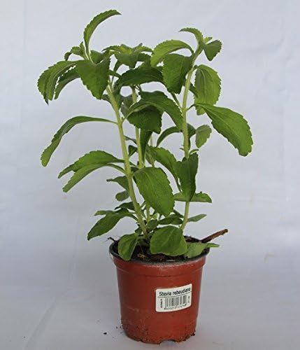 Estevia (Maceta 10, 5 cm Ø) - Planta viva - Planta aromatica ...