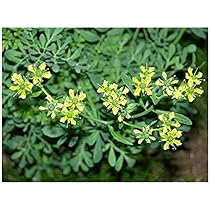 Ruta graveolens Fragrant Seeds Herbs rue Organic Original from ...