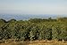 Hawaii Roasters Award Winning 100% Kona Coffee, Whole Bean, Dark Roast, 14-Ounce Bags