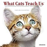 What Cats Teach Us 2020 Mini Wall Calendar by 
