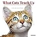 What Cats Teach Us 2020 Mini Wall Calendar by 