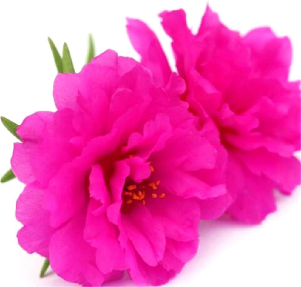 Vastravel Moss Rose Portulaca grandiflora Double Flower Rose Red Color 500 Seeds