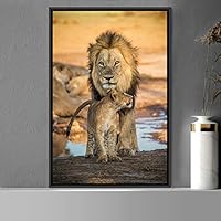 Framed Canvas Wall Art Lions Animals Chic Dramatic Lion Living Room Multicolor Photography - 16x24 inches
