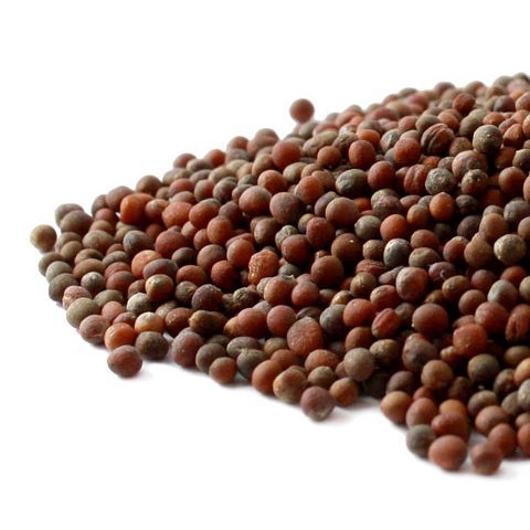Broccoli Sprouting Seeds Organic - Brassica oleracea italica, 1 lb,(Starwest Botanicals)
