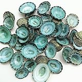 PEPPERLONELY 50PC Green Limpet Shells Craft Sea