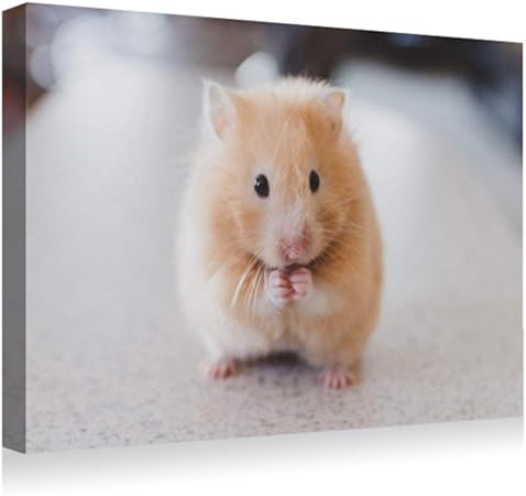 Amazon Co Jp 35x50cm アートパネル ポスター 湿気を防ぐ キャンバスアート インテリア 絵画 ハムスターげっ歯類かわいい アートフレーム 取り付けやすい 装飾軽くて取り付けやすい 壁掛け アート 装飾 壁絵 ホーム キッチン