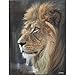 Dicksons The Lion of The Tribe of Judah Has Triumphed Wood 13 x 10 Wall Art Plaque