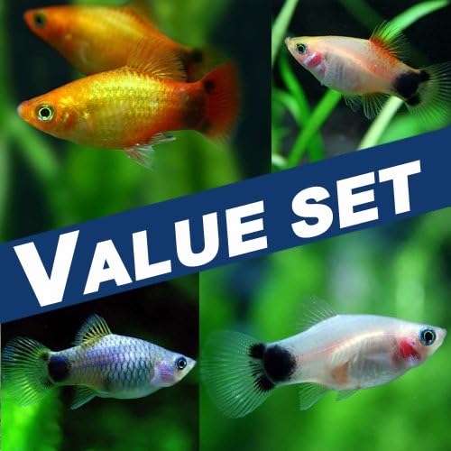 バリューセット Mixミッキーマウスプラティ 約3cm 8匹 生体 観賞魚 水中生物 通販 Amazon