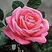 Peter Mayle Rose Bush Reblooming Pink Very Fragrant Rose Grown Organic 4" Potted - Large 35+ Petal Flowers!