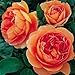 David Austin English Roses Pat Austin