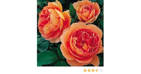 Amazon Com David Austin English Roses Pat Austin Garden Outdoor
