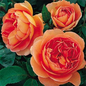 David Austin English Roses Pat Austin David Austin English Roses Pat Austin