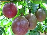 SD0530 Passion Fruit Seeds, Fresh High Germinating Seeds, Rare Seeds, Non-Genetically Modified Seeds (15 Seeds)