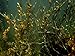 VITAMINSEA Bladderwrack Dried Seaweed | Wild North Atlantic Seaweed for Snacking, Seasoning, Soups & Salads | Rich in Vitamins, Minerals & Antioxidants Perfect for Thyroid Support | Powder (4 oz)