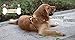 Chai's Choice Best Outdoor Adventure Dog Harness (X-Large, Orange)
