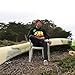 Dolphin Shirt Co California Republic Rasta Bear Flag Sweatshirt Hoodie - Black Large