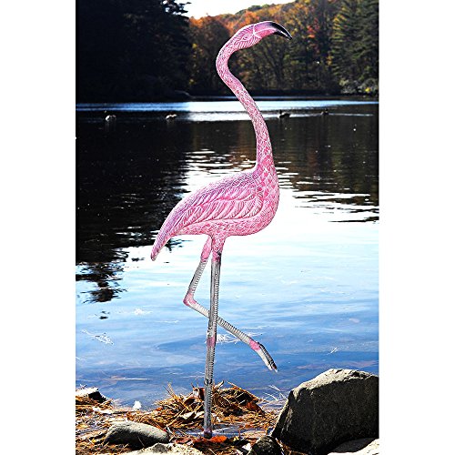 American Flamingo