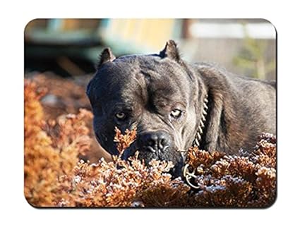 Amazoncom Cane Corso Dog Muzzle Aggression Leaves Collar