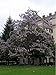 Royal Paulownia- Empress Tree- 25 Seeds