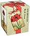 Amaryllis Red Lion Holiday Gift Growing Kit. Includes: Big Red Lion Bulb, plastic pot and saucer, and Professional Growing Medium