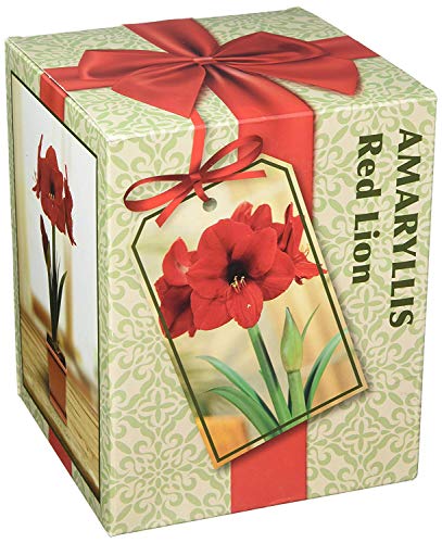Amaryllis Red Lion Holiday Gift Growing Kit. Includes: Big Red Lion Bulb, plastic pot and saucer, and Professional Growing Medium Amaryllis Red Lion Holiday Gift Growing Kit. Includes: Big Red Lion Bulb, plastic pot and saucer, and Professional Growing Medium