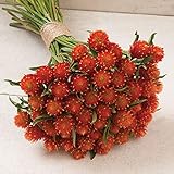 David's Garden Seeds Flower Gomphrena Orange 50