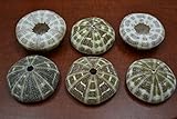 6 Pcs Alfonso Sea Urchins Sea Shell Beach Wedding Nautical 2 1/2