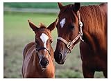 Melissa & Doug Mare and Foal Jigsaw Puzzle, 60-Piece