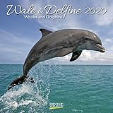 Wale und Delfine 2020: Broschürenkalender mit Ferienterminen. Tierkalender von Fischen by