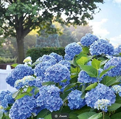 Topark Seeds - 20 Pieces Giant Snowball Hydrangea Seeds Garden Hydrangea Seed Flower Seeds Garden Flowers Hardy Perennial for Garden Balcony/Terrace