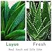 Luyue Green Artificial Succulent Plants Aloe Lotus Agave Pack of 1 for Home Garden Decor