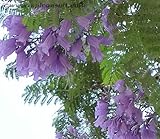 25 BLUE JACARANDA TREE (Fern Tree / Brazilian Rose Wood / Green Ebony) Jacaranda Mimosifolia Seeds