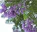 25 BLUE JACARANDA TREE (Fern Tree / Brazilian Rose Wood / Green Ebony) Jacaranda Mimosifolia Seeds