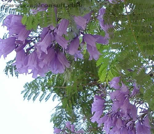 25 BLUE JACARANDA TREE (Fern Tree / Brazilian Rose Wood / Green Ebony) Jacaranda Mimosifolia Seeds 25 BLUE JACARANDA TREE (Fern Tree / Brazilian Rose Wood / Green Ebony) Jacaranda Mimosifolia Seeds