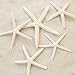 Tumbler Home Pencil and Knobby Starfish 2