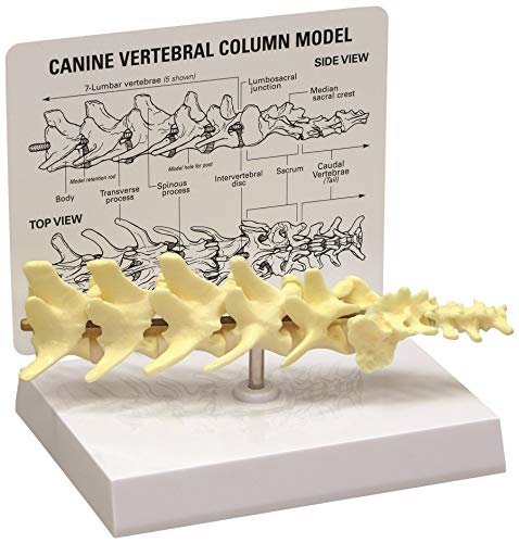 Canine Vertebral Lumbar Spine Anatomical Model